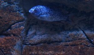 Labeotropheus fuelleborni 'Thumbi West'